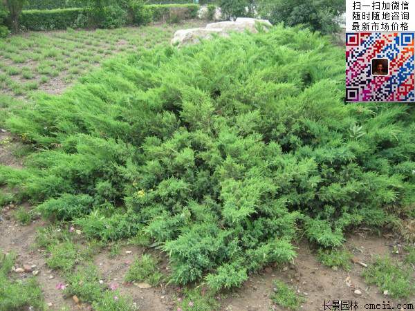 沭陽(yáng)的地柏基地