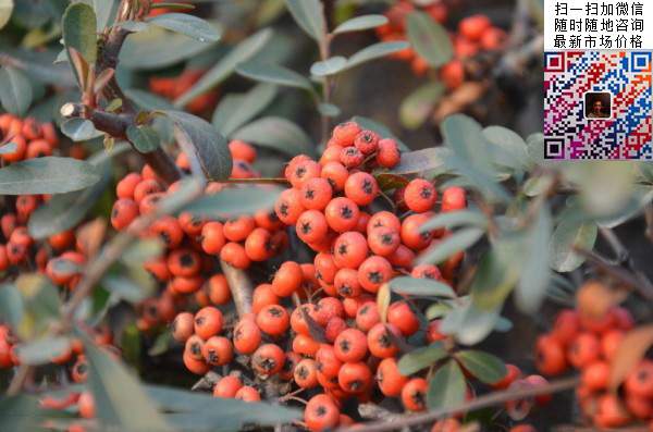 火棘--長景園林 火棘--長景園林