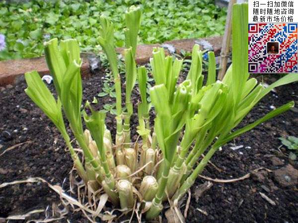 皇竹草圖片 皇竹草圖片