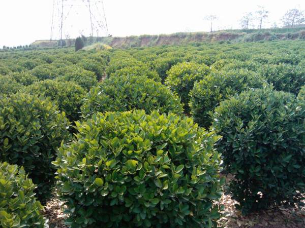 求購(gòu)大葉黃楊 求購(gòu)大葉黃楊