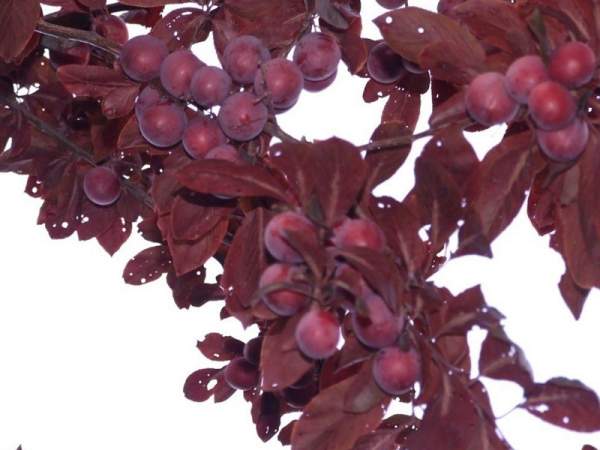 紫葉李和紅葉李的花語是什么？