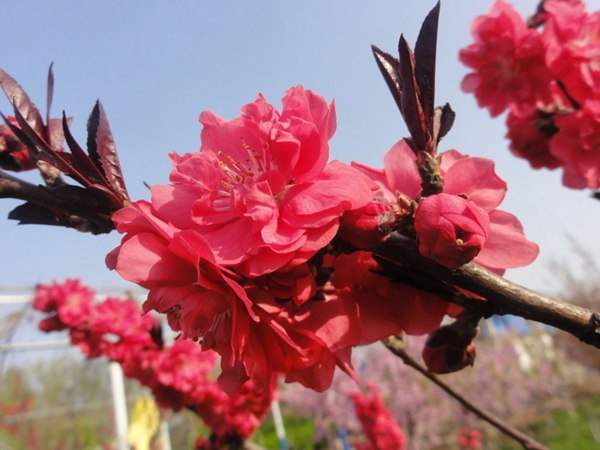 紅葉碧桃是用什么嫁接的？