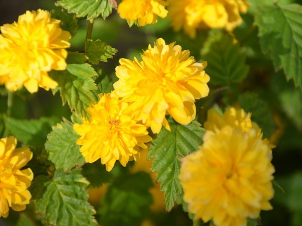 棣棠花的種植有哪些需要注意的地方？