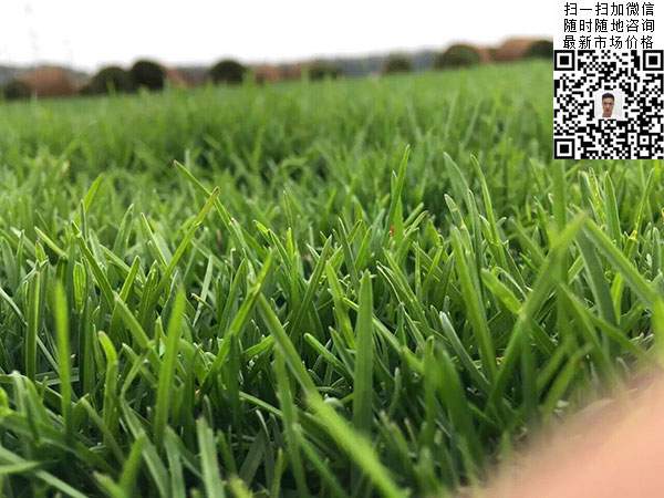 高羊茅草坪種子種植出的效果 高羊茅草坪種子種植出的效果