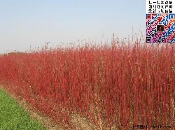 紅瑞木-長(zhǎng)景園林 紅瑞木-長(zhǎng)景園林