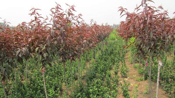 紅葉碧桃苗--長景園林 紅葉碧桃苗--長景園林