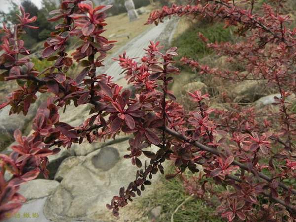 小丑火棘 小丑火棘