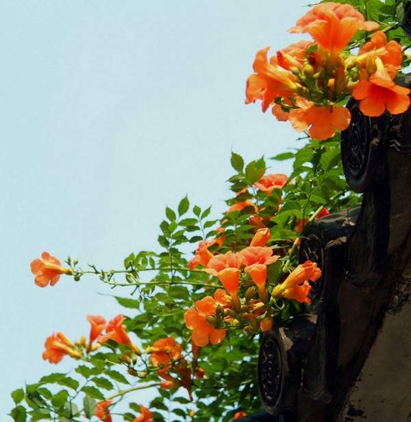 從墻內攀援出來的凌霄 從墻內攀援出來的凌霄