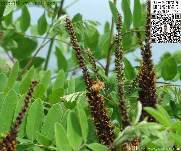 紫穗槐小苗種植基地