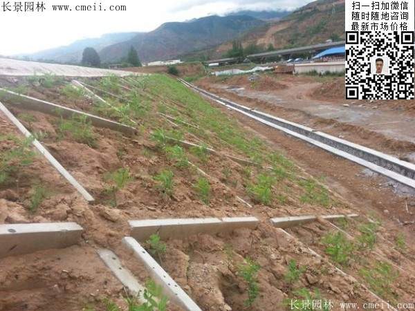沭陽大型紫穗槐小苗種植基地圖片