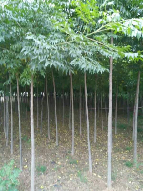 3公分4公分苦楝樹苗 3公分4公分苦楝樹苗