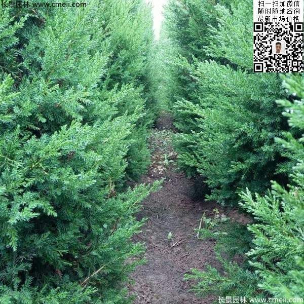高度1.2米1.3米蜀檜 高度1.2米1.3米蜀檜