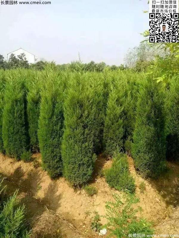 高度1米1.2米蜀檜精品苗優(yōu)惠價(jià)格出售 高度1米1.2米蜀檜精品苗優(yōu)惠價(jià)格出售