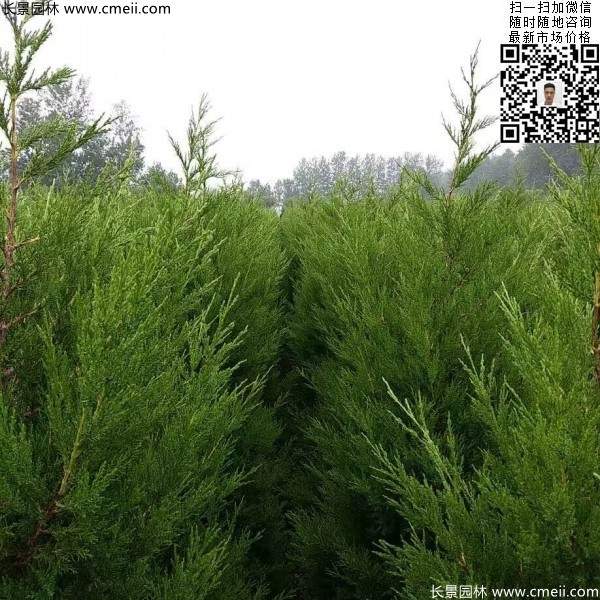 高度1米1.2米蜀檜精品苗優(yōu)惠價(jià)格出售 高度1米1.2米蜀檜精品苗優(yōu)惠價(jià)格出售