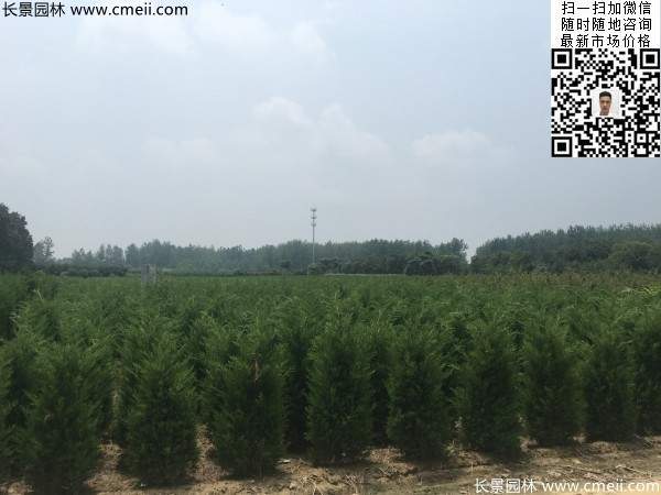 高度1米1.2米蜀檜精品苗優(yōu)惠價(jià)格出售 高度1米1.2米蜀檜精品苗優(yōu)惠價(jià)格出售