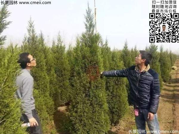 常綠松柏植物塔柏圖片 常綠松柏植物塔柏圖片