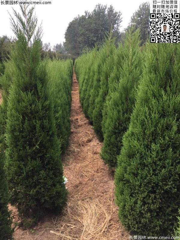 常綠松柏植物塔柏圖片 常綠松柏植物塔柏圖片