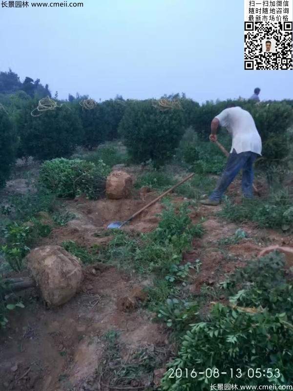 冠幅1.4米1.5米1.6米大葉黃楊球 冠幅1.4米1.5米1.6米大葉黃楊球