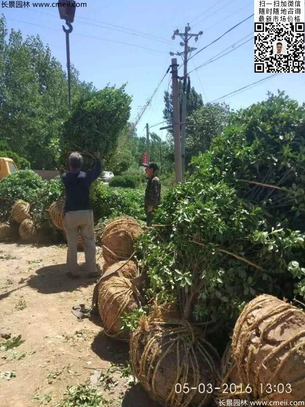 冠幅1.4米1.5米1.6米大葉黃楊球 冠幅1.4米1.5米1.6米大葉黃楊球