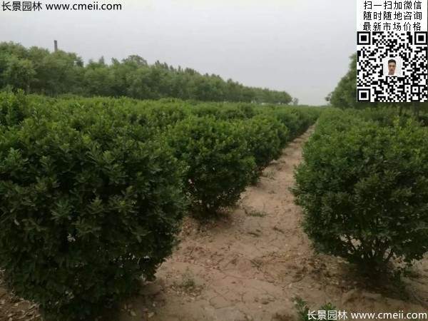 冠幅1.8米2米2.3米大葉黃楊球 冠幅1.8米2米2.3米大葉黃楊球