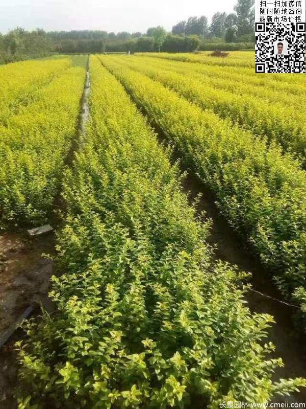 高度30公分40公分50公分金葉女貞苗苗圃現(xiàn)場圖片 高度30公分40公分50公分金葉女貞苗苗圃現(xiàn)場圖片