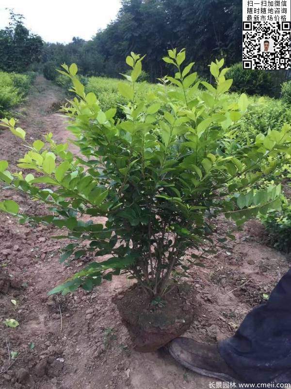 冠幅50公分60公分金葉女貞球圖片 冠幅50公分60公分金葉女貞球圖片