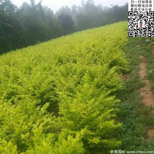 冠幅50公分60公分金葉女貞球圖片 冠幅50公分60公分金葉女貞球圖片