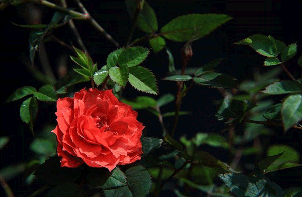 鉆石月季圖片基地實拍 鉆石月季圖片基地實拍