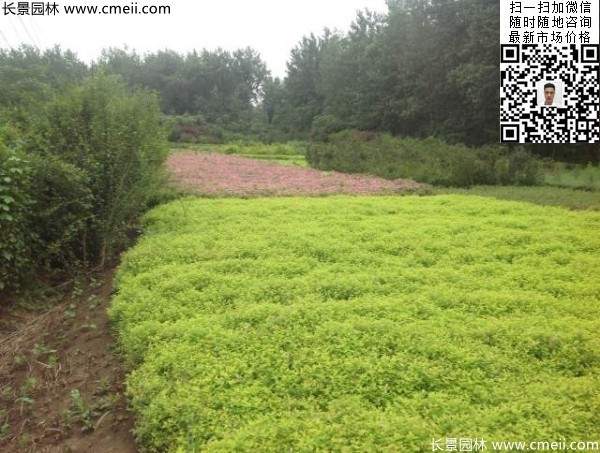 金山繡線菊圖片