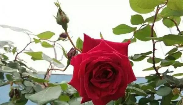 御用馬車(chē)(Etoile de Hollande，Climbing)