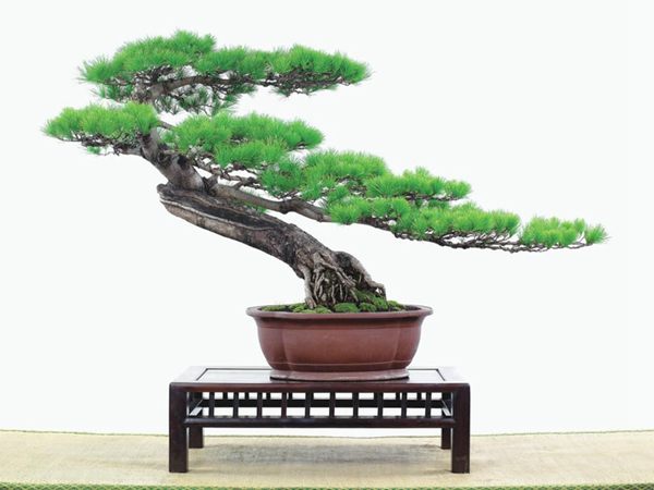 有著百變?cè)煨椭醯奈遽標(biāo)墒窃鯓訜挸傻?/><br/></div><p><strong>(1）取、審材</strong><br/>我國引種栽培五針?biāo)桑捎诮Y(jié)實(shí)少，且多發(fā)育不良，種粒<a href='http://m.jiudianyongpin.cn/huahaijianshe/138890.html' target='_blank'>發(fā)芽率</a>低，故多采用嫁接法繁殖。<br/>盆栽五針?biāo)桑侵谱魑遽標(biāo)膳杈暗闹饕牧稀Ｋ母Γ煞耧@露，樁干有無彎度，哪些地方突出好看，都要仔細(xì)審視一番。通過審材，找出好觀賞面。五針?biāo)捎^賞價(jià)值高低，在于姿色的奇妙與否。通過審材，進(jìn)行藝術(shù)取舍，決定部分根、枝、干、針葉的去留。<br/><strong>(2）上盆</strong><br/>①選盆：五針?biāo)勺藨B(tài)清秀古雅、翠葉蔥籠，宜用外型古雅，色澤深沉的紫砂陶盆。懸崖式用中深圓形盆或正方盆；斜干式、直干式則用長方形盆或橢圓盆；曲干式用稍深的馬槽盆；合栽式用較淺長方形盆，其大小可視樹形而選定。<br/>②用土：栽植五針?biāo)傻呐柰烈擞觅|(zhì)地疏松、肥沃的微酸性土，按輕壤60%，砂土3o%a與腐殖土to％的比例以及腐熟餅肥1份混合使用，PH值5-6最宜。<br/>③栽植：五針?biāo)缮吓柙灾惨源杭拘氯~吐芽前3月左右最好，也可在秋季新枝成長后8月中旬至9月進(jìn)行。上盆前修剪傷根、爛根，剪短粗根，在剪口上涂蠟，以防松脂外流。栽時(shí)盆土要稍干，盆底墊一層碎瓦片及粗砂之類，以利排水透氣。<br/>④造型與布局：五針?biāo)芍l自然形成層片，層次分明，線條清晰；生長緩慢，枝干上無不定芽萌發(fā)，因此不耐修剪。粗枝不易屈曲，蟠扎造型必須從幼齡樹開始，五針?biāo)稍煨蛻?yīng)以吊扎為主，結(jié)合修剪，作為基本方法。<br/>制作五針?biāo)膳杈埃推渌?盆栽五針?biāo)桑侵谱魑遽標(biāo)膳杈暗闹饕牧稀Ｋ母Γ煞耧@露，樁干有無彎度，哪些地方突出好看，都要仔細(xì)審視一番。通過審材，找出好觀賞面。五針?biāo)捎^賞價(jià)值高低，在于姿色的奇妙與否。通過審材，進(jìn)行藝術(shù)取舍，決定部分根、枝、干、針葉的去留。<br/><br/><strong>制作五針?biāo)膳杈埃推渌杈耙粯樱⒅嘏杳娴牟季郑v究自然，給人以舒適的美感。</strong><br/>盆面布局，應(yīng)有疏有密，或“疏能走馬”，或“密不通風(fēng)”。要突出主體，在一盆中，合栽幾株五針?biāo)桑怀鲋黧w，其余則為烘托與陪襯。<br/>盆面布局，要講究層次，這在盆中表現(xiàn)為粗細(xì)、大小的對(duì)比。細(xì)到一枝一根上下功夫，使之形象生動(dòng)，景中有景。樹樁的枝干、針片，各占盆面多少位置，樹、石、亭、橋、屋宇、人物小品等配件的大小，要精心安排，恰到好處，突出盆景主題。總之充分運(yùn)用藝術(shù)造型和造景手法以提高盆景的整體藝術(shù)美。<br/><br/></p><div align=