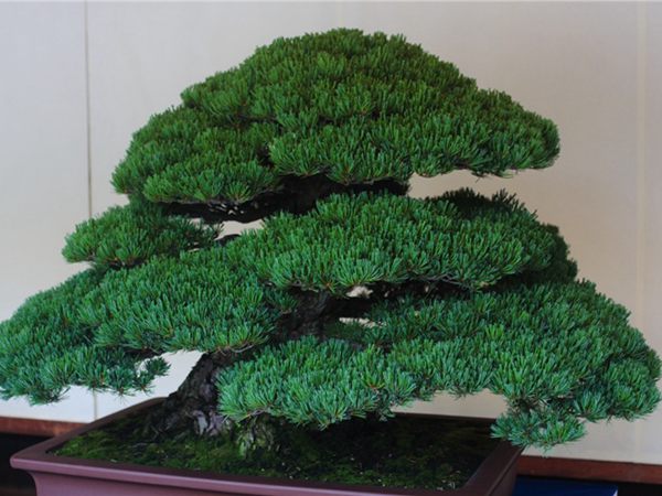 有著百變?cè)煨椭醯奈遽標(biāo)墒窃鯓訜挸傻?/><br/></div><p><strong>盆景的養(yǎng)護(hù)</strong><br/>(1）澆水<br/>盆土表面見干即澆透水。五針?biāo)上财赏粒膳柰灵L濕不干。喜葉水，可常噴葉水。五針?biāo)上矟駶櫩諝猓摹⑶锾鞖飧稍飼r(shí)，要進(jìn)行地面噴水，以增加小環(huán)境的空氣濕度。<br/>(z）施肥<br/>五針?biāo)刹幌泊蠓省夥剩┓蔬^多易傷根。在缺肥控水的情況下，可促其長成蒼老的姿態(tài)。可在3-5月和9-11月，每月施淡肥水一次，6-8月不宜施肥。對(duì)幼樹可多施春肥，以加快生長，對(duì)成樹可在秋季多施一些肥，以利保型和越冬需要。<br/>(3）修剪<br/>五針?biāo)尚藜糁饕钦浚刂粕L，保持樹形美觀。一般在每年3-4月間，新芽伸長而未成針前，可視情況摘掉部分芽。如頂芽過密，長勢(shì)旺盛可以多摘，反之少摘，摘芽宜在晴天進(jìn)行，傷口易愈合。此外還要根據(jù)樹形美的需要來考慮適度修剪，剪去過密枝、弱枝、枯枝以及多余枝條。枝條剪除宜在秋后進(jìn)行，為防止傷口流脂，應(yīng)及時(shí)用蠟封口為好。<br/>(4)病蟲害防治<br/>五針?biāo)沙Ｒ娙~銹病、根腐病、煤污病，介殼蟲、蚜蟲、紅蜘蛛等為害，可于冬季噴灑30倍石硫合劑或用農(nóng)藥予以防治。同時(shí)要注意通氣透光，盆土不宜過濕，以利于防治病蟲害。<br/></p>
      </div>



      
    </article>
  </main>

</div>
<footer id=