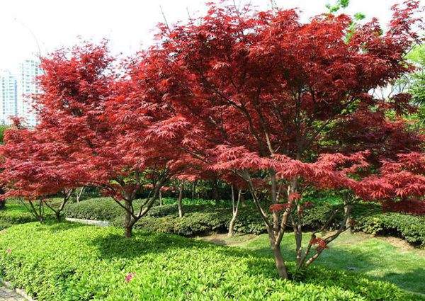 紅楓作衫，白楊為裙，美的傾國(guó)傾城！