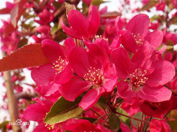 絢麗海棠 絢麗海棠