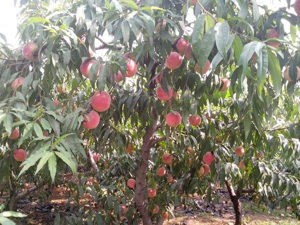 想知道桃樹結(jié)果多的秘訣嗎？