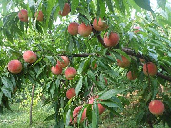 想知道桃樹結(jié)果多的秘訣嗎？