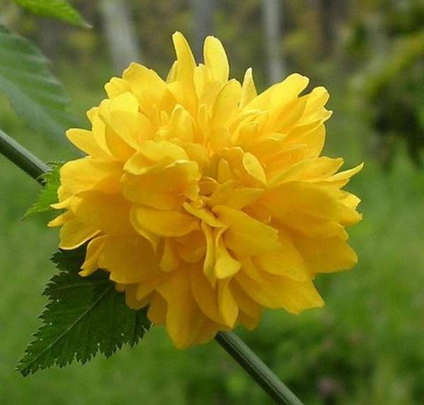 棣棠花--長(zhǎng)景園林 棣棠花--長(zhǎng)景園林