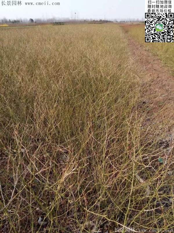 棣棠基地--長景園林 棣棠基地--長景園林