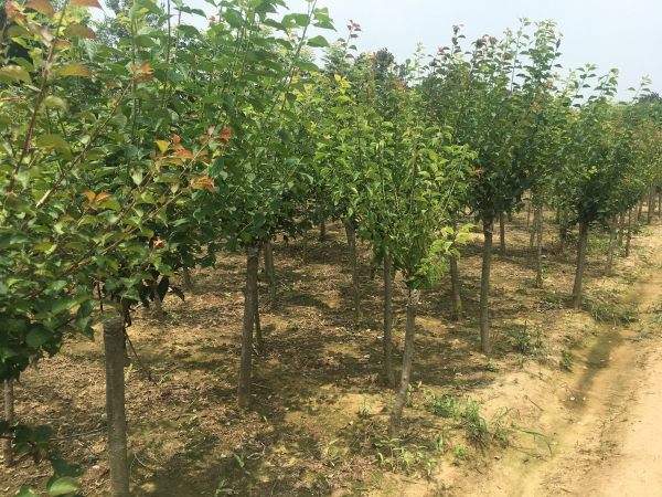 高端、大氣、上檔次的紅梅