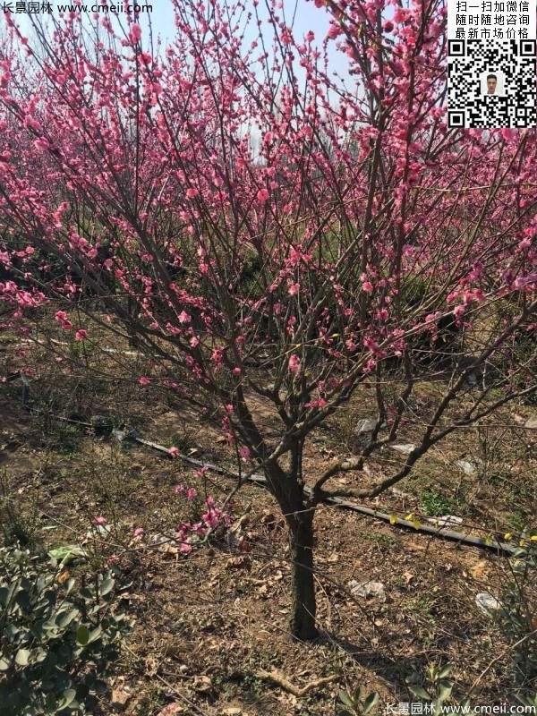 高端、大氣、上檔次的紅梅