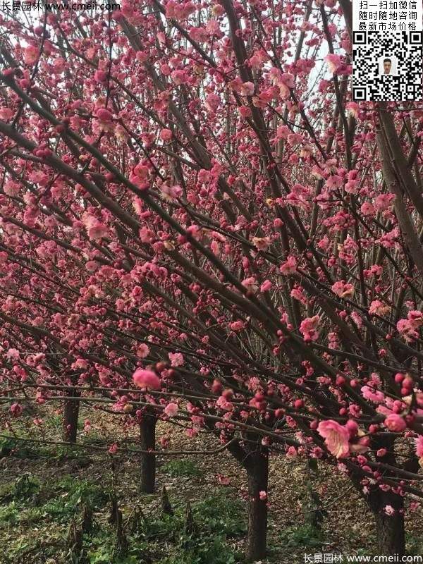 高端、大氣、上檔次的紅梅