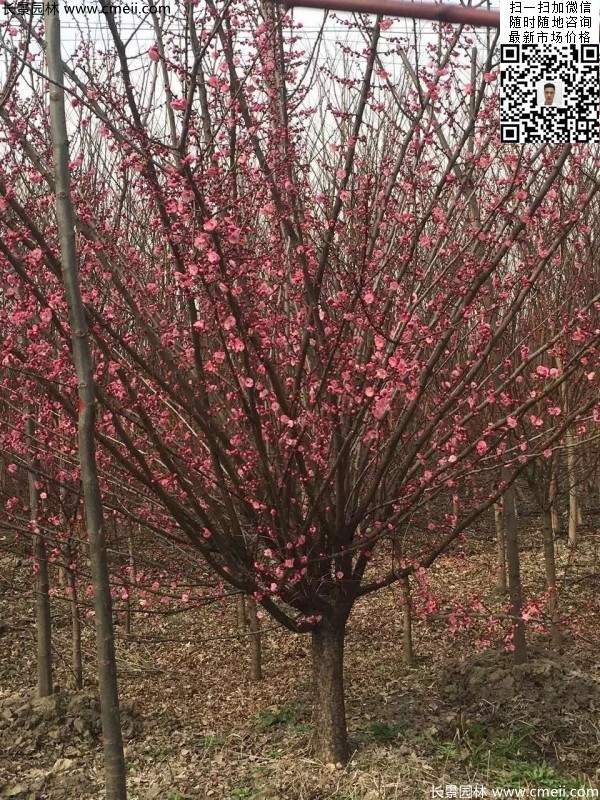 高端、大氣、上檔次的紅梅
