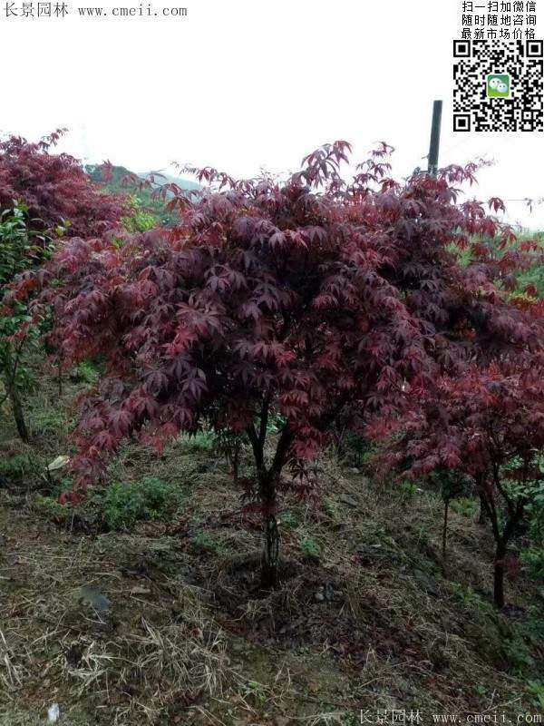 1.2、1.5、1.8米的紅楓樹(shù)