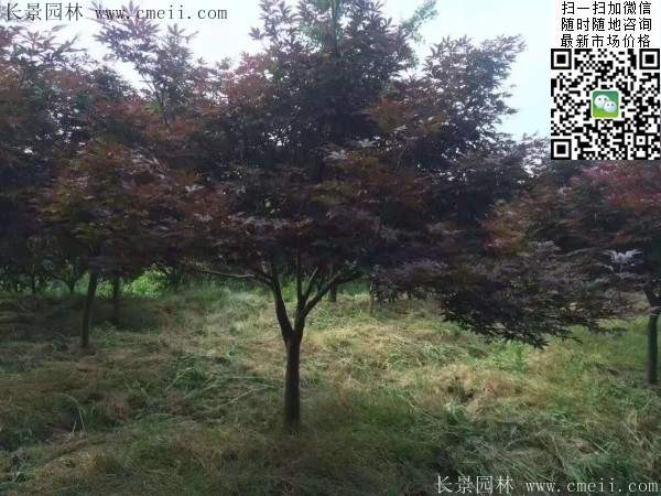 1.2、1.5、1.8米的紅楓樹(shù)