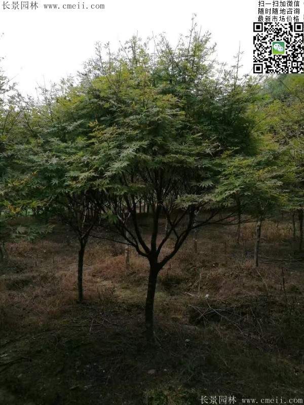 1.2、1.5、1.8米的紅楓樹(shù)