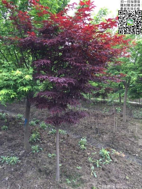 1.2、1.5、1.8米的紅楓樹(shù)