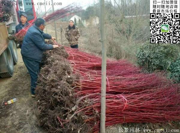 主教紅瑞木 主教紅瑞木