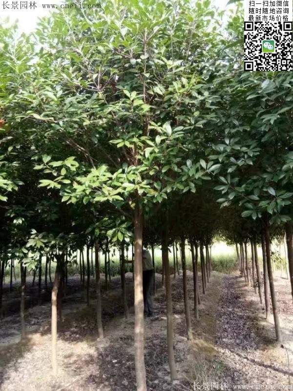 紅葉石楠 紅葉石楠