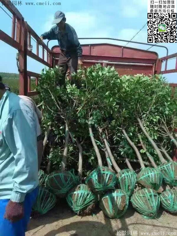 紅葉石楠--長景園林 紅葉石楠--長景園林