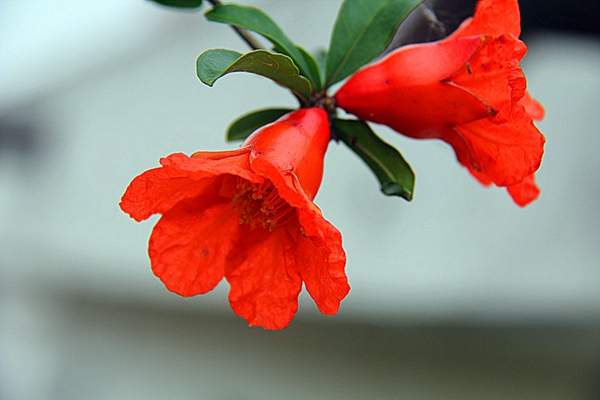 并蒂石榴花 并蒂石榴花